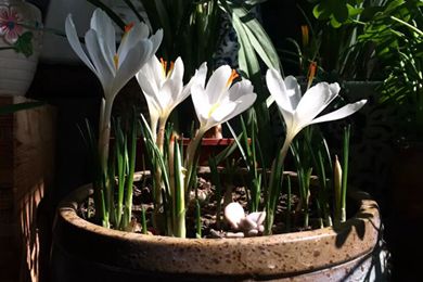 藏红花种球四季种植室内阳台花卉,阳台盆栽藏红花的配土