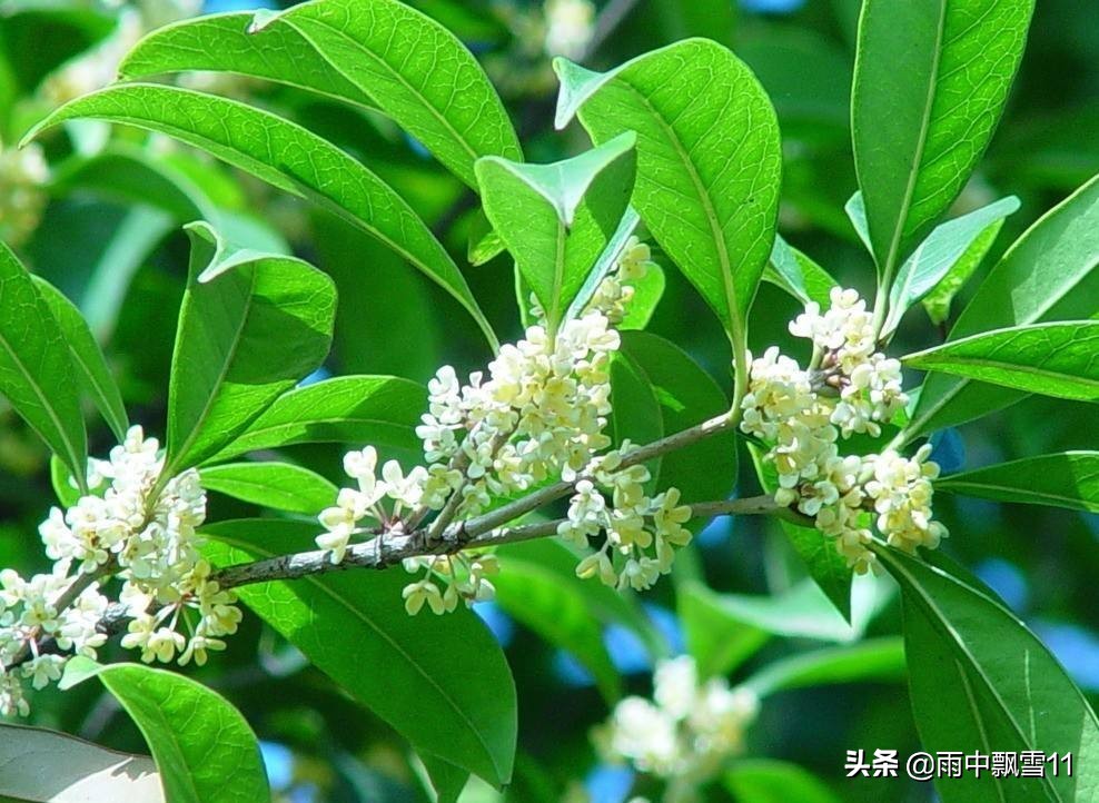 盆栽桂花怎么养才能长得快,盆栽桂花怎么养才开得好