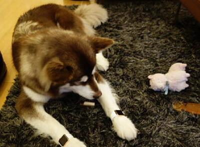 明星养小孩花多少钱,明星养孩子费用多少钱一个月