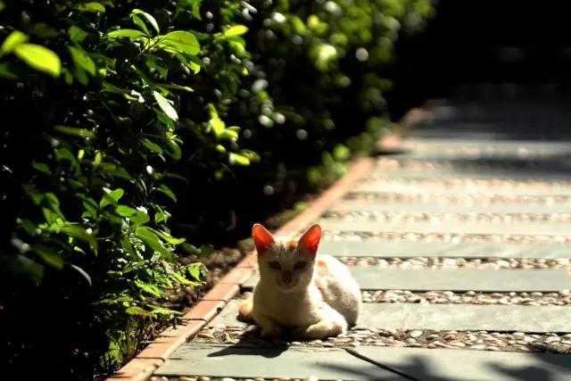 城市山林深圳,城市山林一期