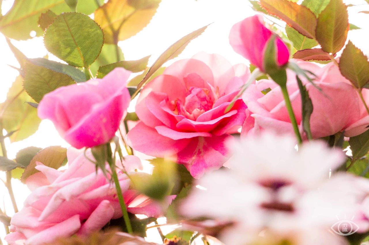 深圳各区最美的地方,深圳6个绝美地方