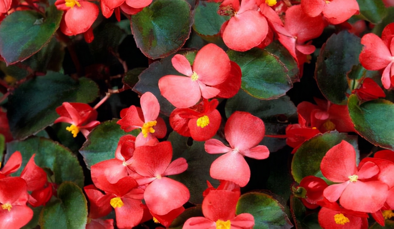 花卉绿植种植大全,温室常见的花卉