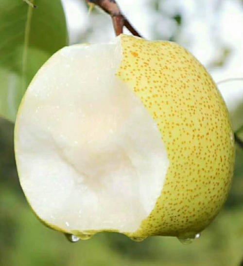 增强人体免疫力的10种最佳水果,5种水果保护心脏血压提高免疫力