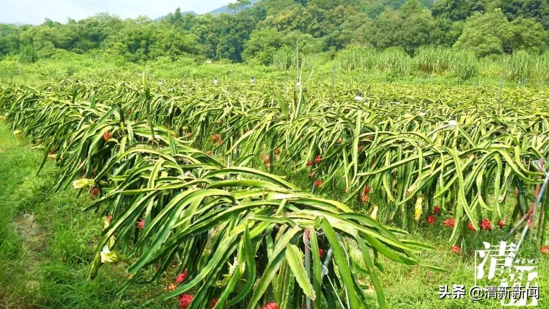 火龙果爆开,红心火龙果大爆单