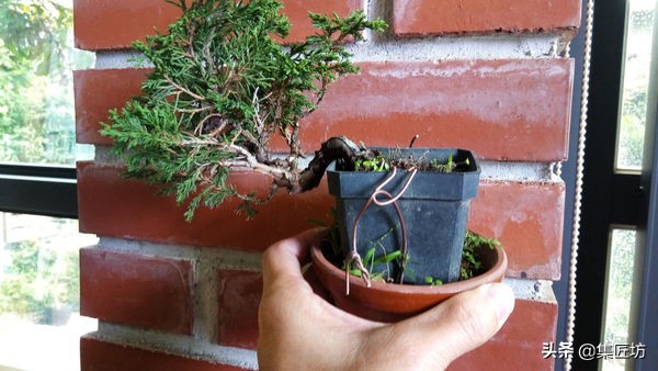 盆景树桩舍利怎么制作,盆景老桩镂空舍利的制作