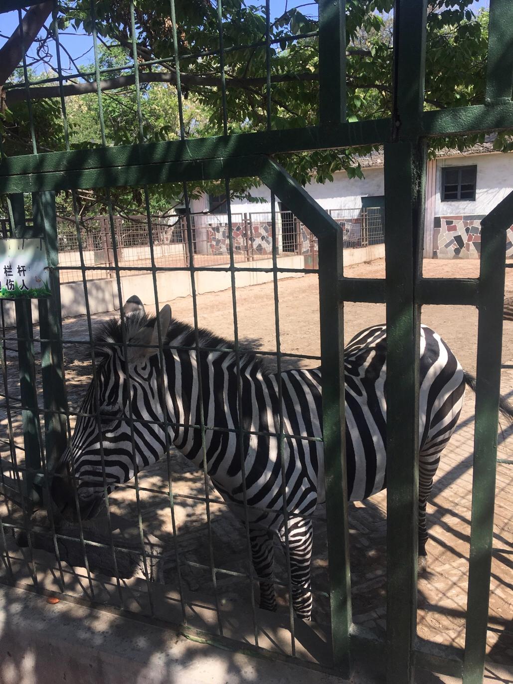 保定动物园视频,保定动物园通知