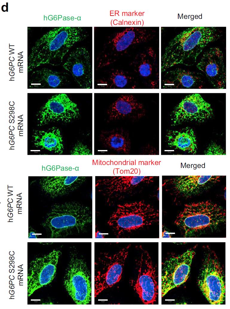 moderna新冠疫苗进展神速,moderna最新疫苗数据
