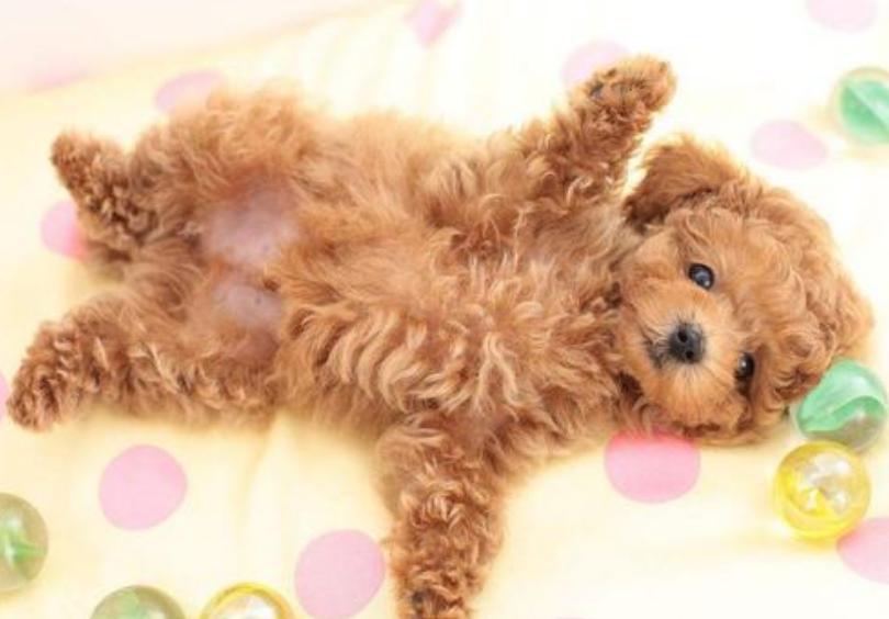 泰迪的肚皮好多黑色凸起,泰迪狗的肚皮皱皱巴巴的怎么回事