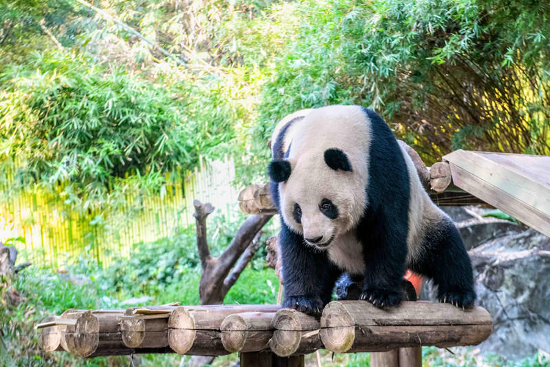 广州长隆野生动物世界的游玩攻略,广州长隆野生动物世界一日游回顾