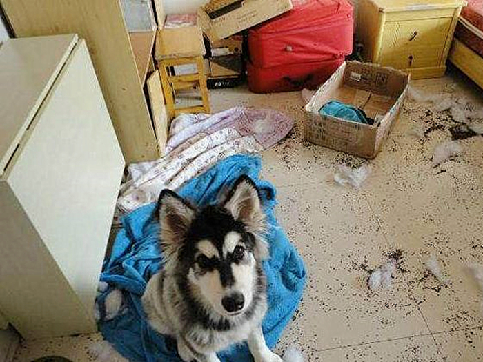 哈士奇到底能不能训练,不听话的哈士奇应该怎么训