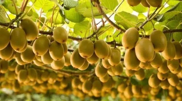 好消息！中国官方出手了，在国内要当心这些“新西兰假货”