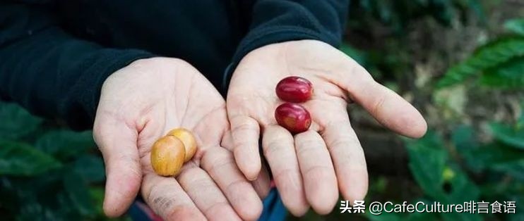 咖啡有哪些品种,普洱咖啡品种