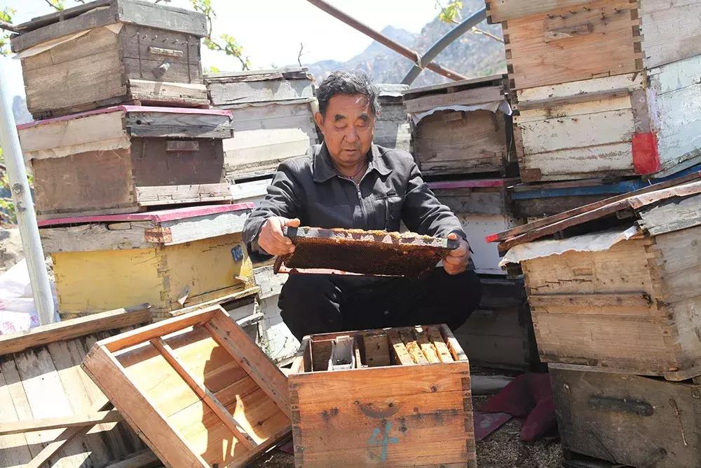 【昌黎文化行】十里铺乡西山场村:与甜蜜相关的那些事儿