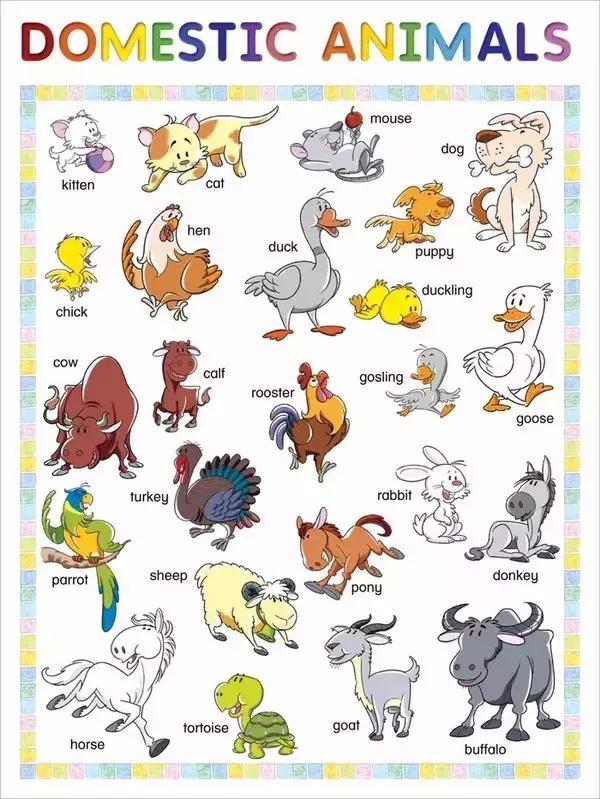 小学阶段英语单词分类学习大全