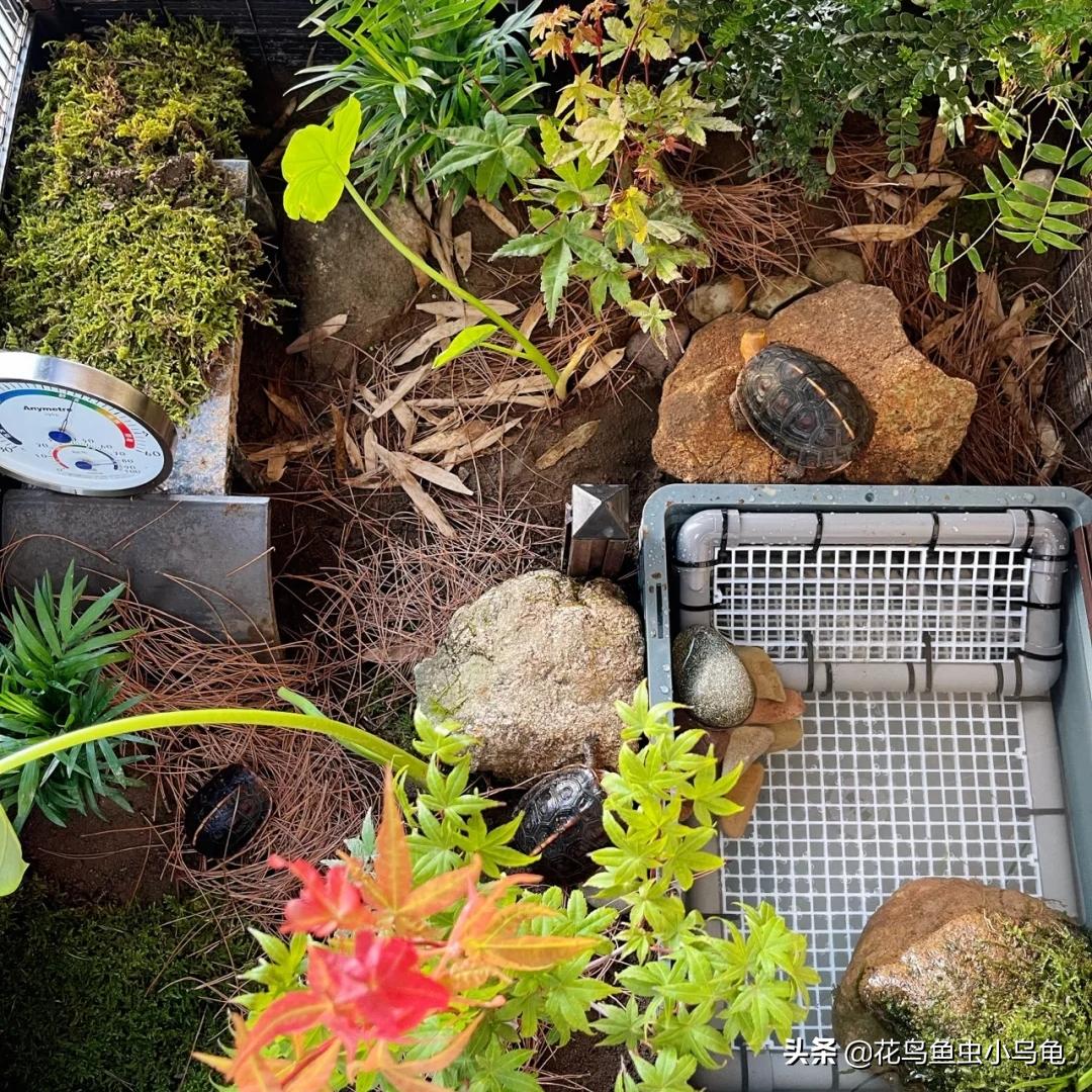 养黄缘环境能养草龟吗,养龟黄缘环境
