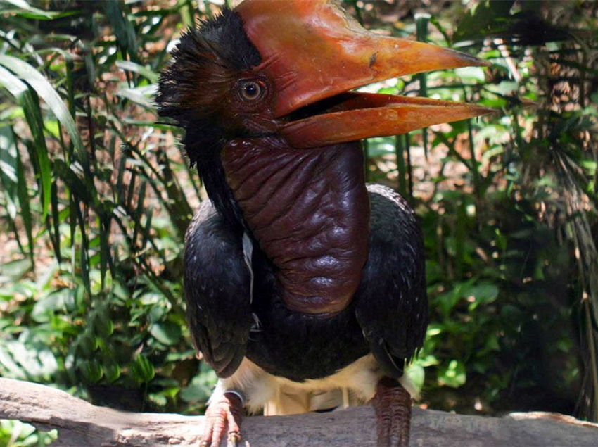 文玩流行的动物制品 (十种野生文玩)