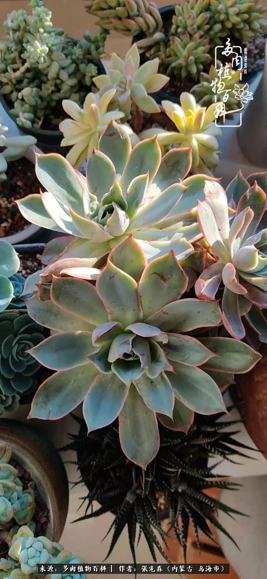 吸取教训，不断探索，英语老师的多肉碎碎念