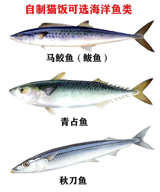 自制猫饭不重样,自制猫饭很难吗