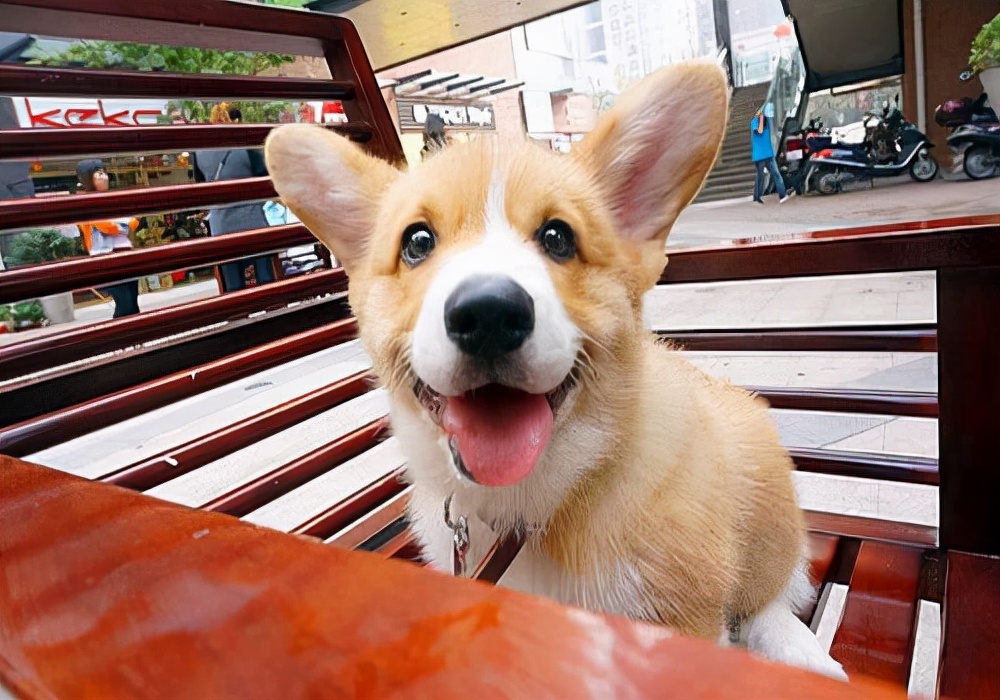 家有宠物尿骚味如何去除,小狗狗漏尿是什么原因