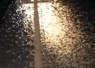 家里蟑螂多用什么方法灭蝇效果好,除蟑螂家用灭蟑神器