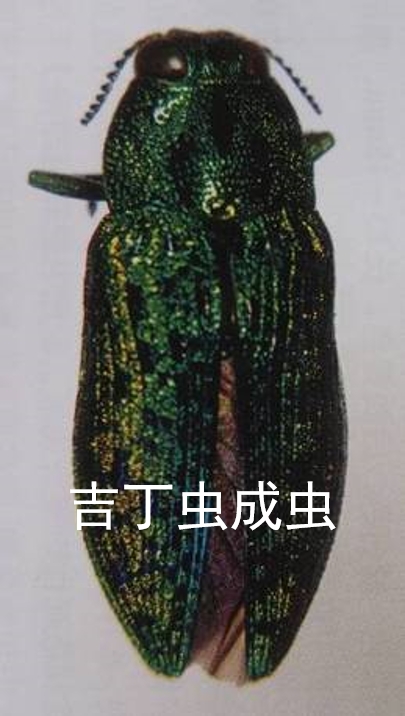 吉丁虫和钻心虫,钻心虫和吉丁虫有什么区别