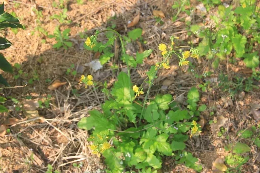 沉香树长得是什么样的,沉香漂亮