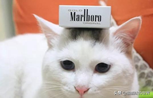 二手烟对猫有影响吗,二手烟对猫的危害