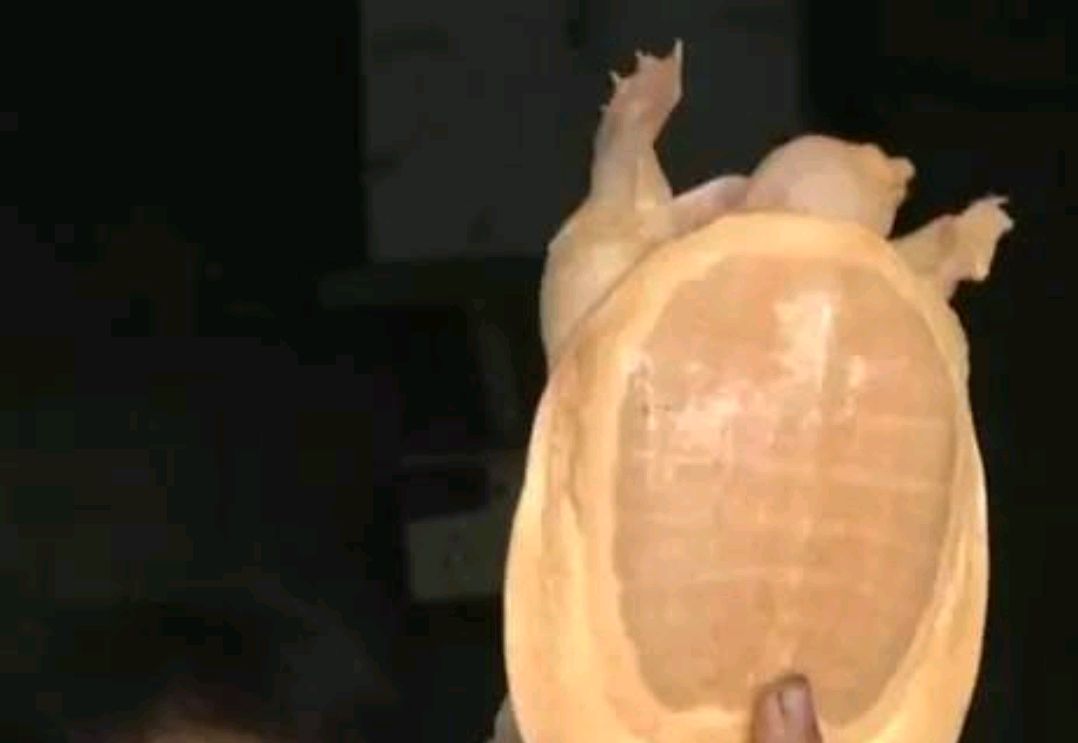 钓鱼人罕见钓到什么鱼,江苏钓鱼人钓上罕见巨虾