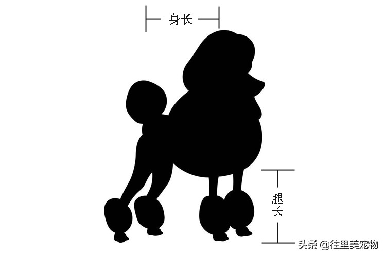 我家的黑色泰迪怎么是短毛,我家的泰迪为什么是浅黄色