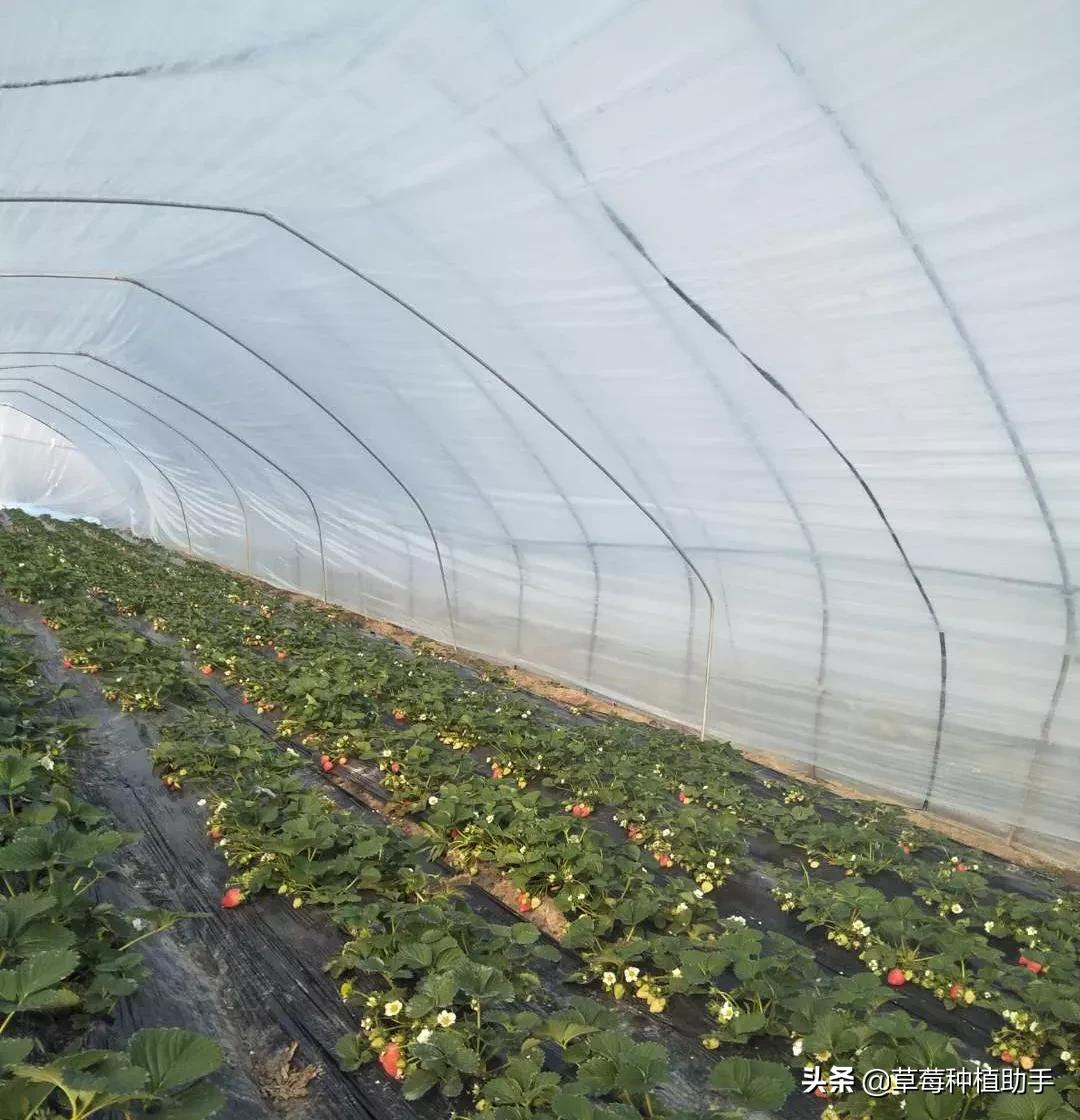 霸王级寒潮,霸王级寒潮低温