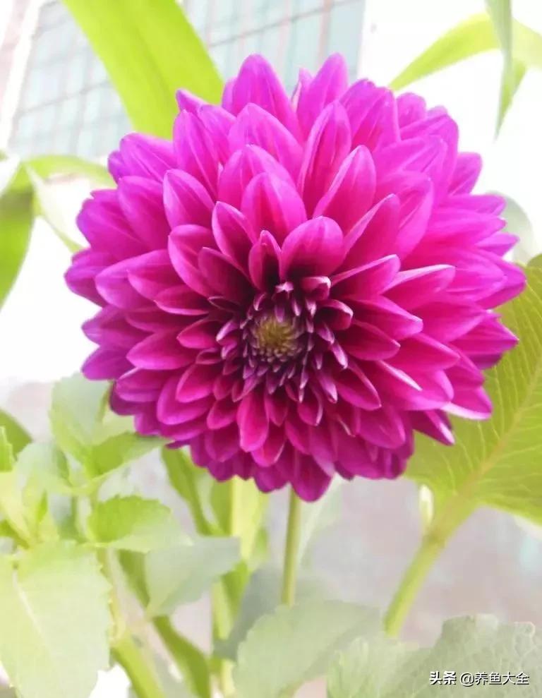 一至十二月的花期,12月到2月份的花期