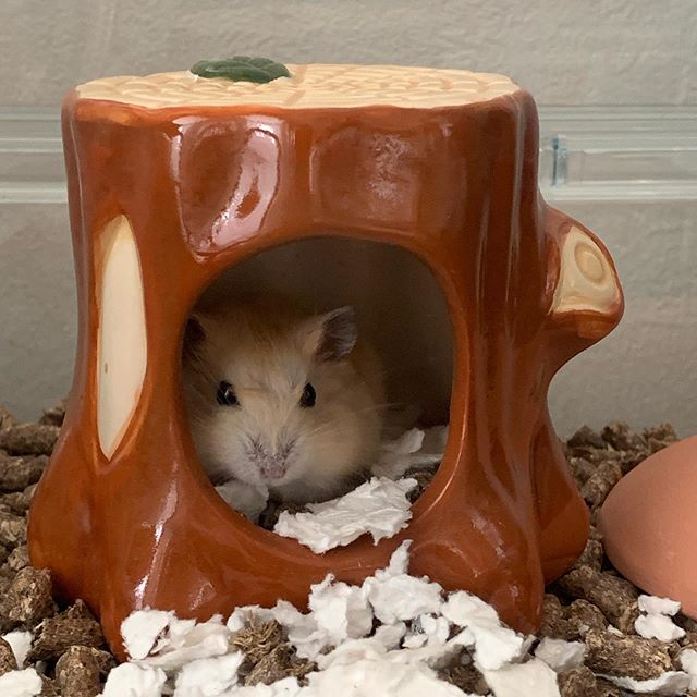 仓鼠渴了喝凉水吗,仓鼠渴了还会口水浴吗