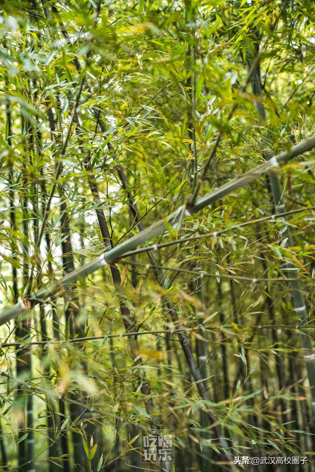 爸妈我想回家视频,爸妈我想回家了原视频