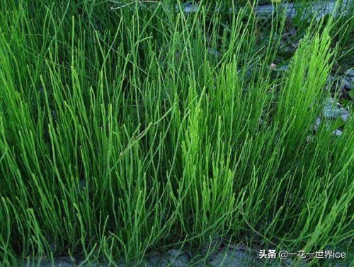 农村这7种常见的野草,农村的野草有哪些可以吃