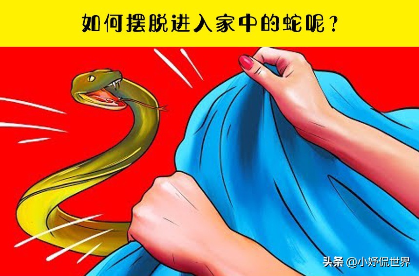 脑洞大开怎么才能过去呢,如果蛇闯进家里怎么办