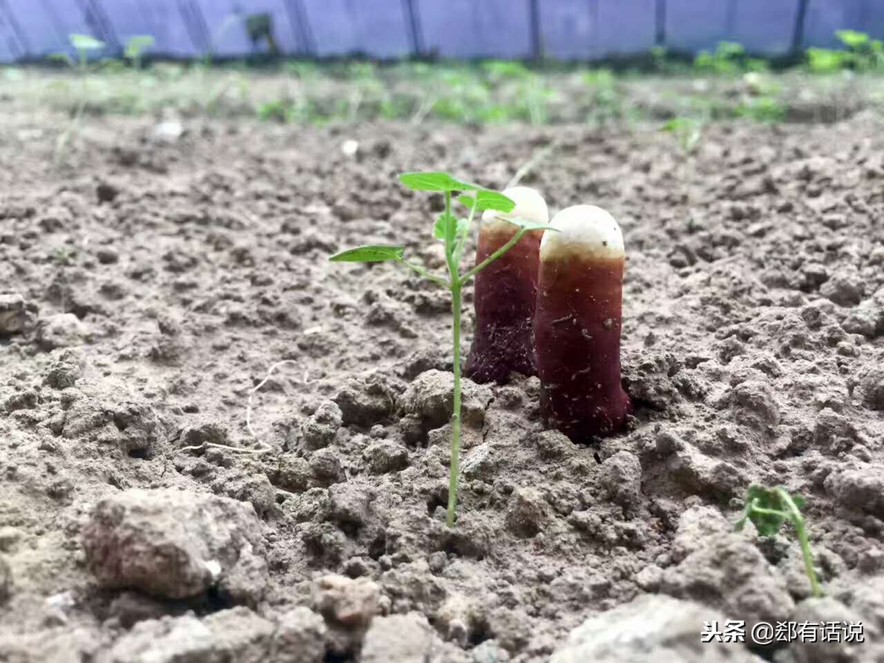 赤灵芝可以人工种植吗,赤灵芝煲汤的做法