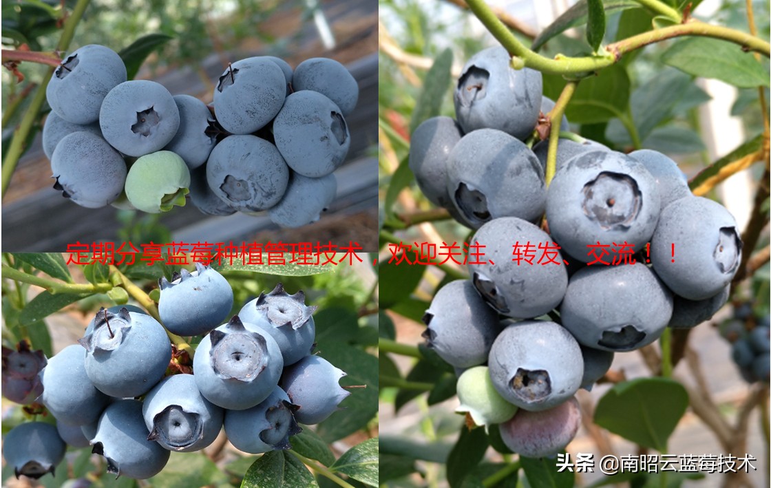 蓝莓叶片边缘焦枯是什么病害,蓝莓在高温下有哪些病害