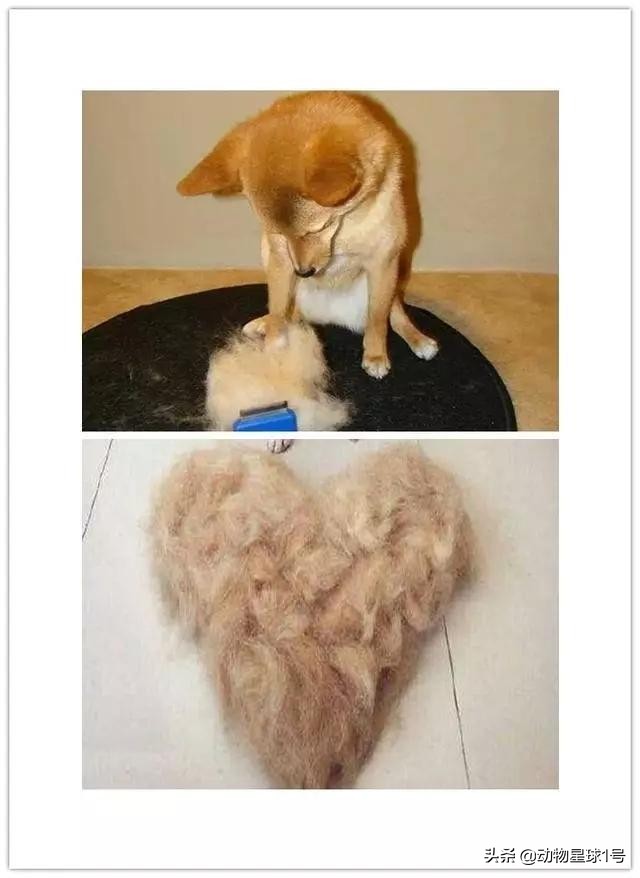 猫狗掉的毛可以织毛衣铲屎官：习惯就好