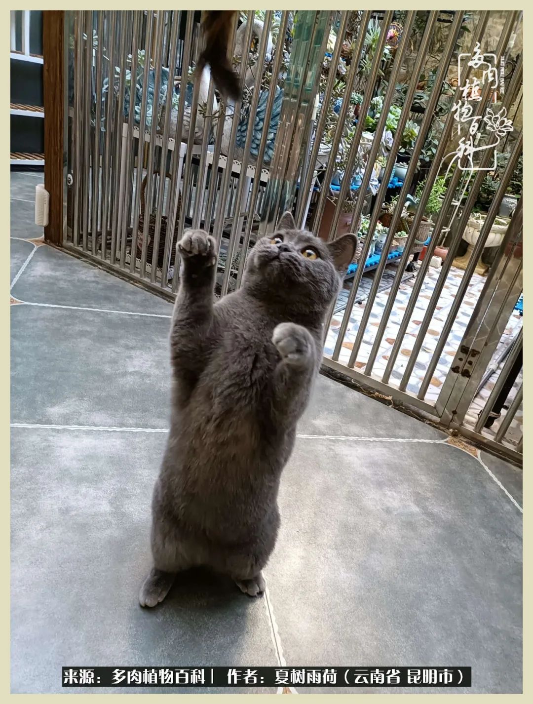 自从养了多肉有了窗台想要个阳台,养多肉10年多