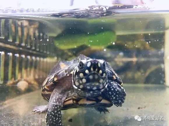 龟背上出现小虫子怎么办,龟背上有苔藓怎么除掉