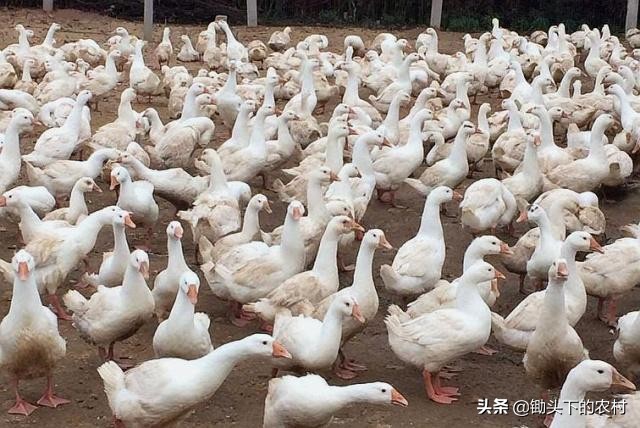 刚孵出来小鹅怎么养详细教程,养鹅孵化场地怎么建设