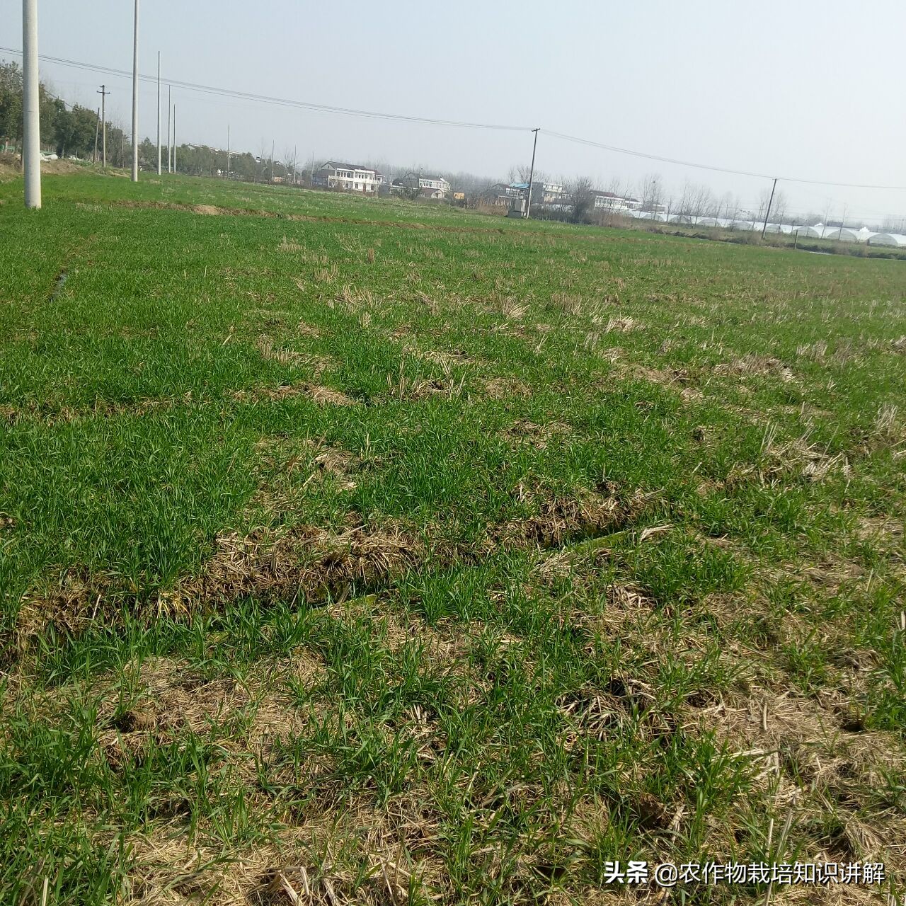 小麦预防赤霉病哪种药好,小麦预防赤霉病打什么药