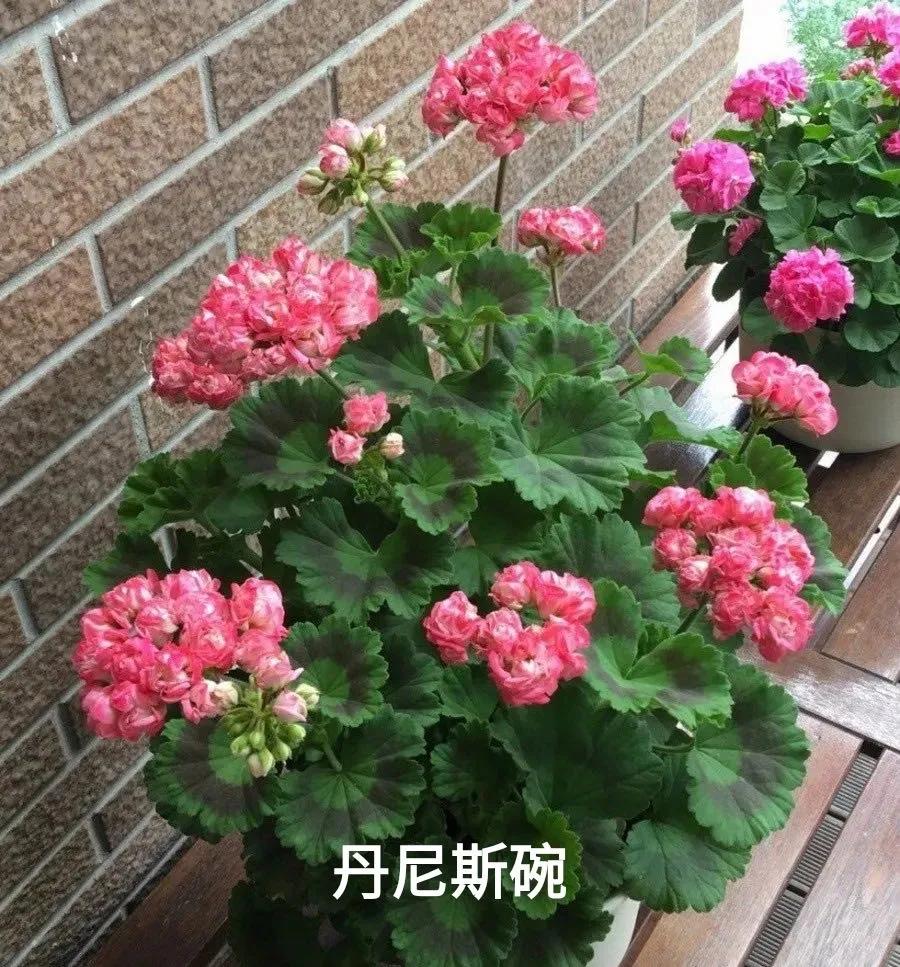 阳台天竺葵容易爆花品种,天竺葵最能开花的品种