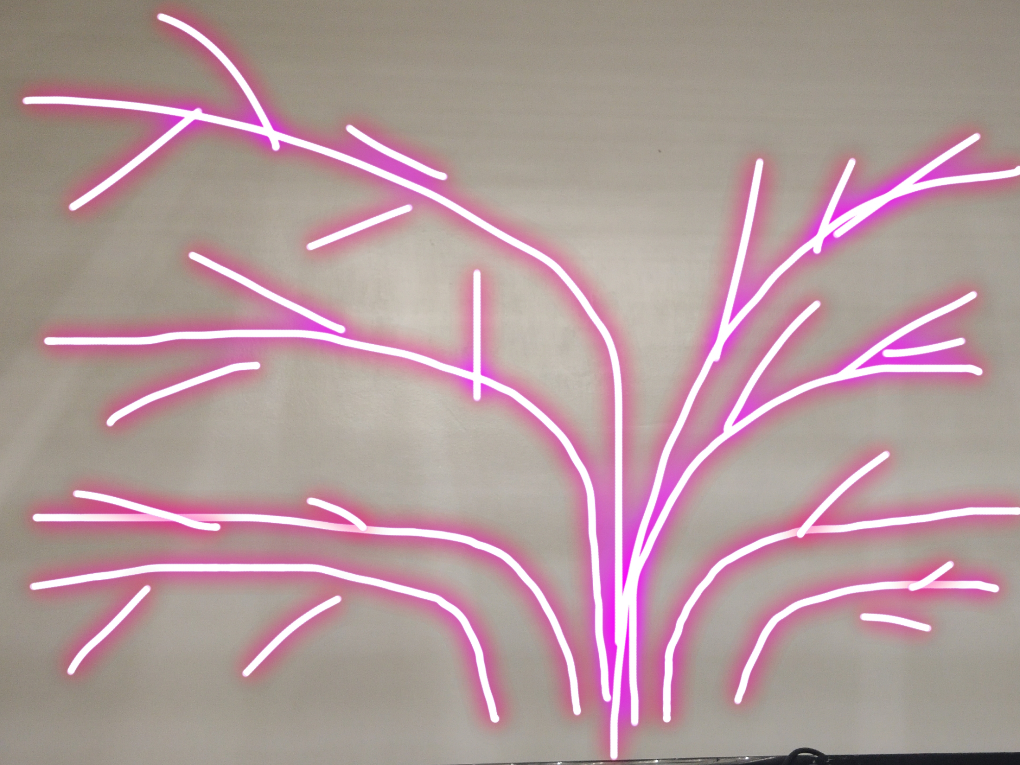 藤本月季冬季修剪方法,藤本月季怎么修剪图解大全