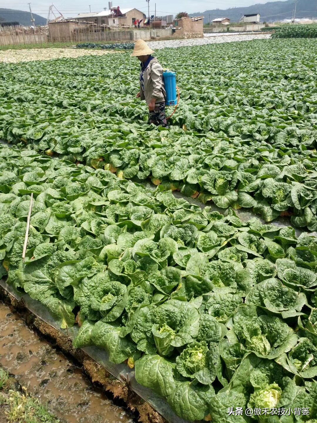 菜上的小青虫怎么治,菜青虫主要危害什么蔬菜