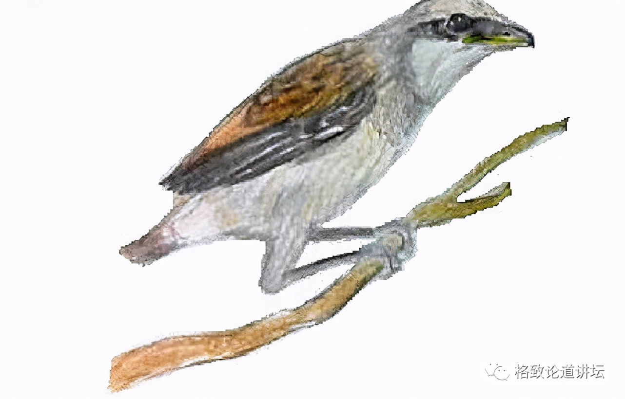 捡到只受伤的鸟怎么办,野外捡到受伤的小鸟