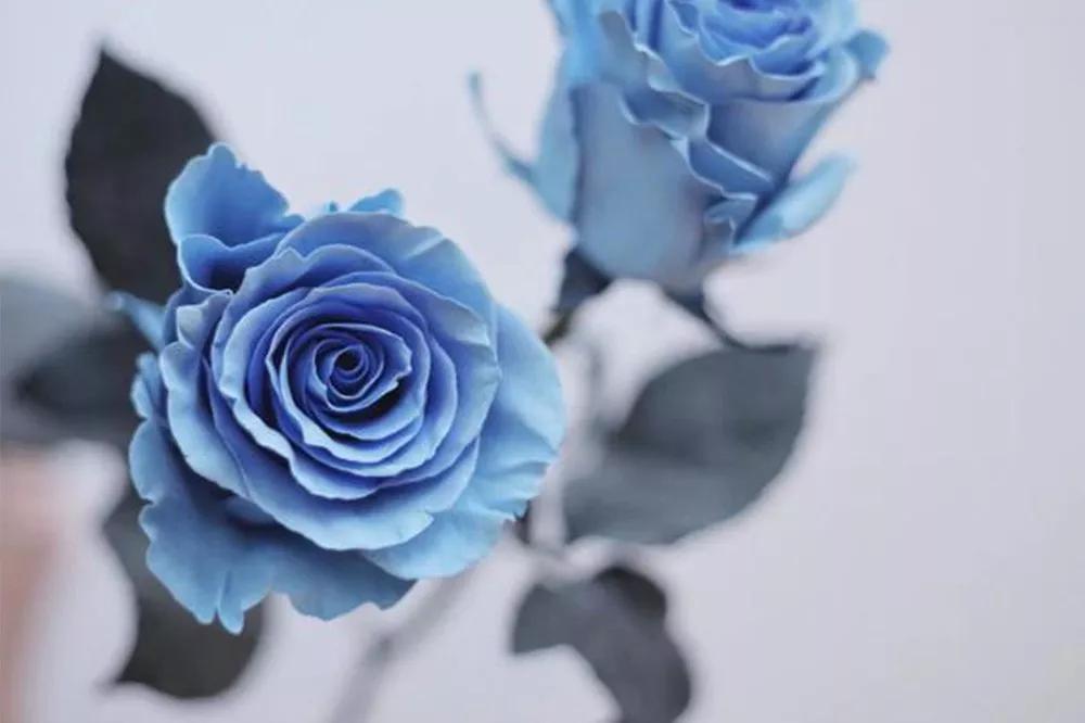 花店常用玫瑰花品种大全,一篇文章带你认识三亚40种花