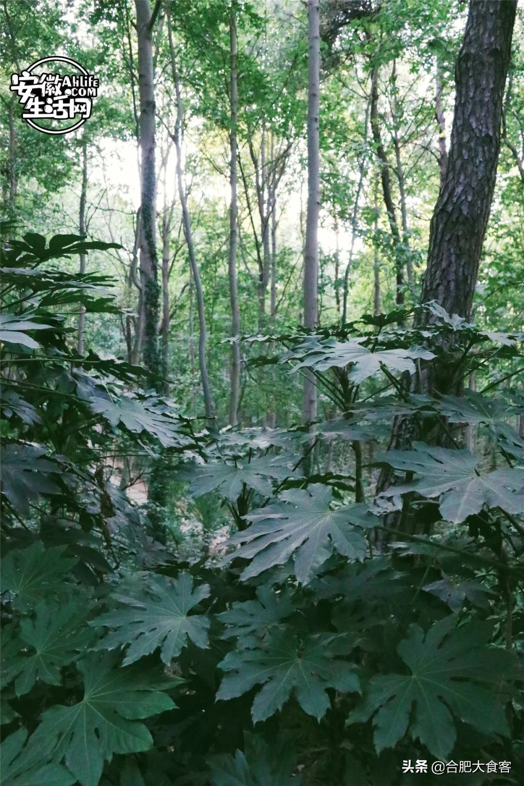 合肥大蜀山的秘密,合肥大蜀山的由来