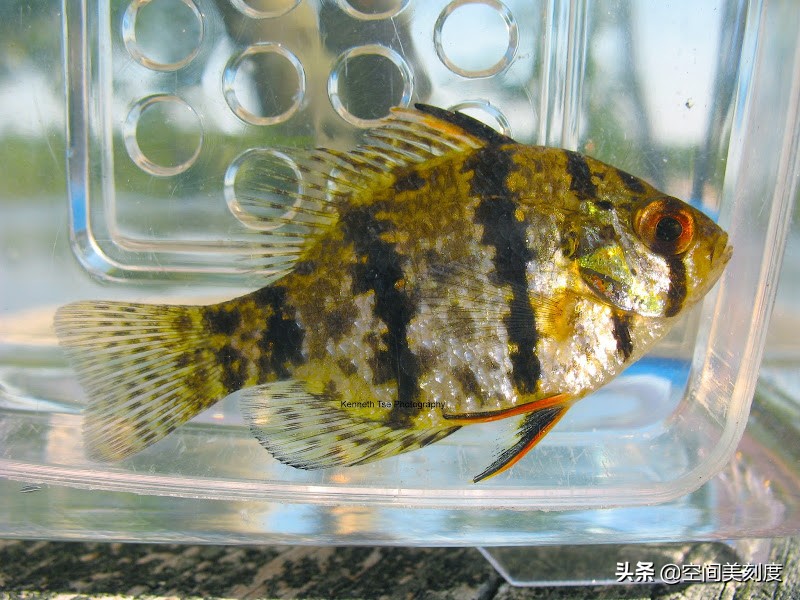 好养耐活的热带观赏鱼都有哪些,既好养又好看的热带观赏鱼