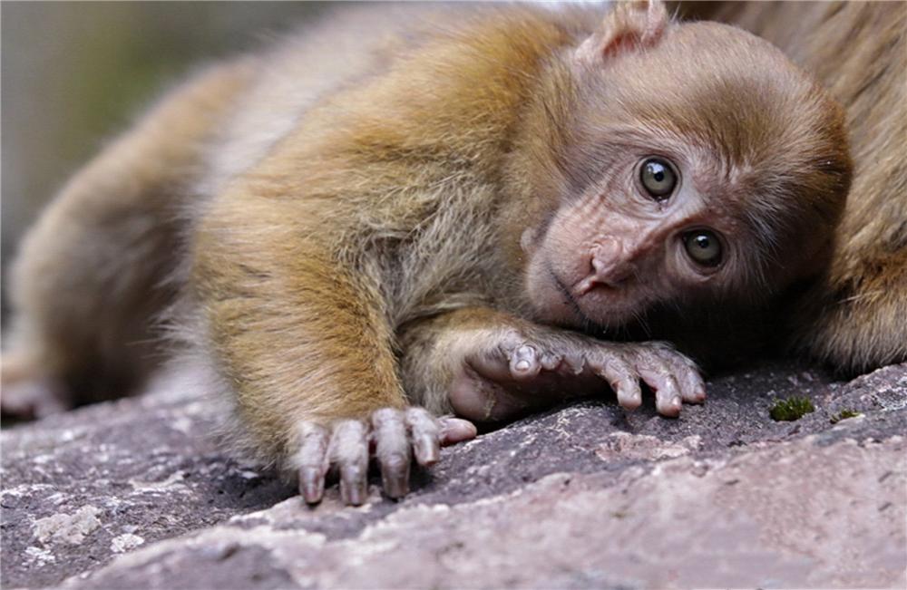 巴松措藏猕猴视频,巴松措猴子
